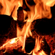 Illustration for article titled Congress Calls Burning Wood 'Carbon Neutral,' Prominent Ecologist Calls Bullshit